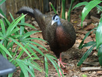 great argus pheasant (Argusianus argus)