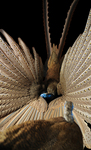 great argus pheasant (Argusianus argus)