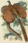 great argus pheasant (Argusianus argus)