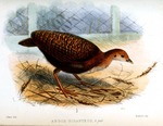 great argus pheasant (Argusianus argus)