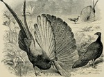 great argus pheasant (Argusianus argus)