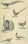 ... wattled pheasant (Lophura bulweri), grey peacock-pheasant (Polyplectron bicalcaratum), silver p...