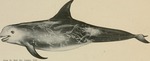 Risso's dolphin (Grampus griseus)