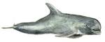 Risso's dolphin (Grampus griseus)