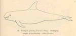 Risso's dolphin (Grampus griseus)