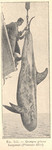 Risso's dolphin (Grampus griseus)