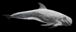 Risso's dolphin (Grampus griseus)