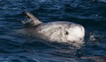 Risso's dolphin (Grampus griseus)