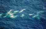 beluga whale (Delphinapterus leucas)