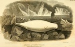 beluga whale (Delphinapterus leucas)