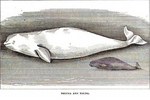 beluga whale (Delphinapterus leucas)