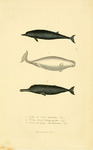 ..., beluga whale (Delphinapterus leucas), Sowerby's beaked whale (Mesoplodon bidens)