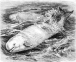 beluga whale (Delphinapterus leucas)