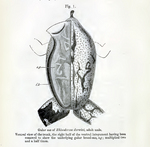 Darwin's frog (Rhinoderma darwinii)