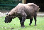 Mishmi takin (Budorcas taxicolor taxicolor)