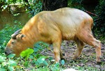 golden takin (Budorcas taxicolor bedfordi)