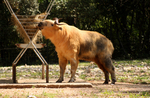 Sichuan takin (Budorcas taxicolor tibetana)