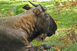 Bhutan takin (Budorcas taxicolor whitei)