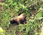 Bhutan takin (Budorcas taxicolor whitei)