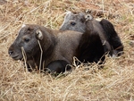 Bhutan takin (Budorcas taxicolor whitei)