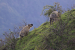 takin (Budorcas taxicolor)