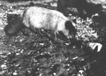 Arctic fox (Vulpes lagopus)