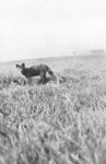 Arctic fox (Vulpes lagopus)