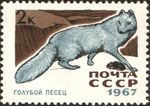 Arctic fox (Vulpes lagopus)