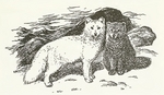 Arctic fox (Vulpes lagopus)