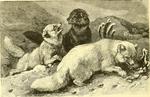 Arctic fox (Vulpes lagopus)