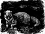Arctic fox (Vulpes lagopus)