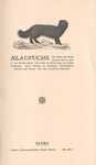 Arctic fox (Vulpes lagopus)