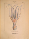 spider octopus (Octopus salutii)