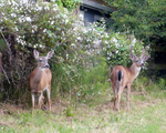 California mule deer (Odocoileus hemionus californicus)