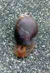 giant East African snail (Lissachatina fulica)