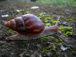 giant East African snail (Lissachatina fulica)