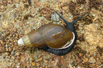 giant East African snail (Lissachatina fulica)