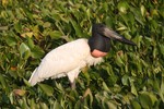 jabiru (Jabiru mycteria)