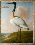 jabiru (Jabiru mycteria)