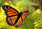 viceroy butterfly (Limenitis archippus)