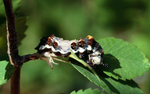 viceroy butterfly (Limenitis archippus)