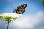 viceroy butterfly (Limenitis archippus)