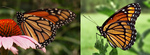 monarch butterfly (Danaus plexippus), viceroy butterfly (Limenitis archippus)