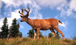 Columbian black-tailed deer (Odocoileus hemionus columbianus)