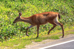 Sitka black-tailed deer (Odocoileus hemionus sitkensis)