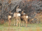 mule deer (Odocoileus hemionus)