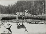 mule deer (Odocoileus hemionus)