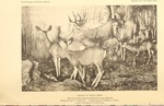 mule deer (Odocoileus hemionus)