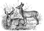 mule deer (Odocoileus hemionus)