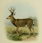 mule deer (Odocoileus hemionus)